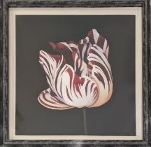 21ST CENTURY SCHOOL, 'Parrot tulip study in red', giclée print, 110cm x 110cm, framed.