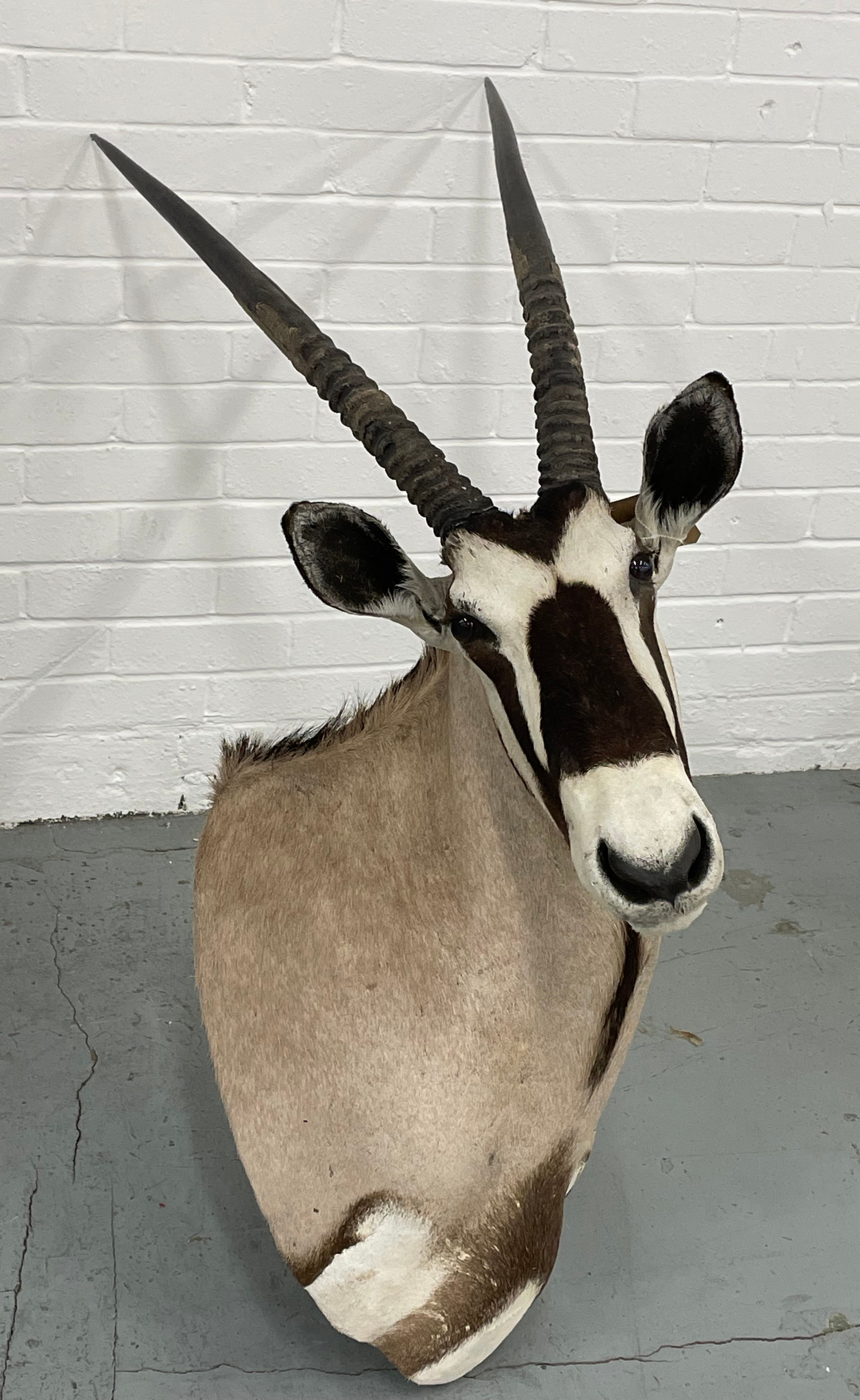 TAXIDERMY BLESBOK, 130cm H x 80cm W. - Image 2 of 11