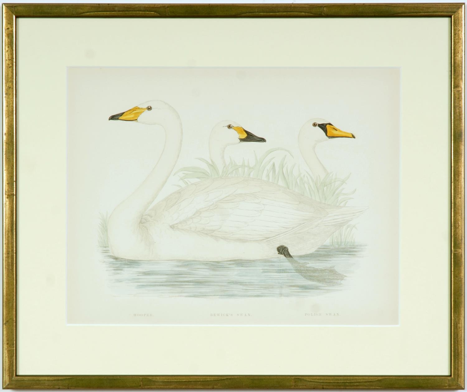 A SET OF FOUR BRITISH GAME BIRDS, swans and geese, handcoloured lithographic plates 1891, Ref: - Image 2 of 5