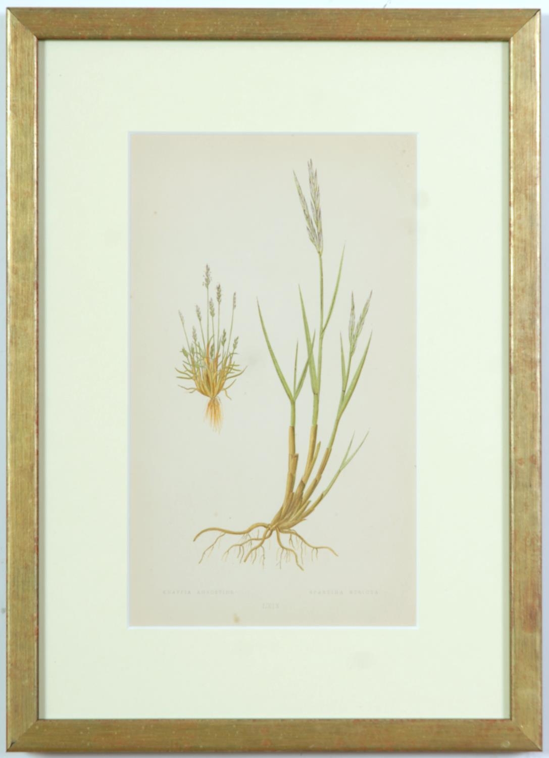 E J LOWE, Grasses, a set of nine botanical prints, circa 1858, 30cm x 23cm each. - Image 2 of 10