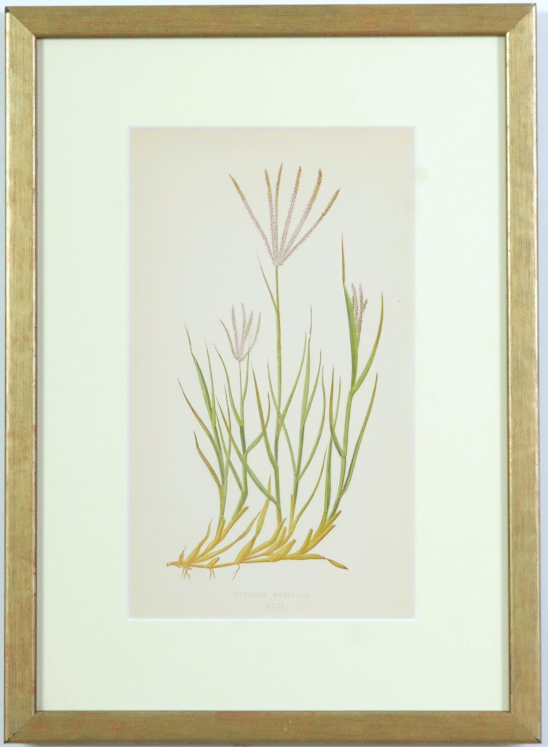 E J LOWE, Grasses, a set of nine botanical prints, circa 1858, 30cm x 23cm each. - Image 5 of 10