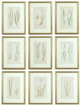 E J LOWE, Grasses, a set of nine botanical prints, circa 1858, 30cm x 23cm each.