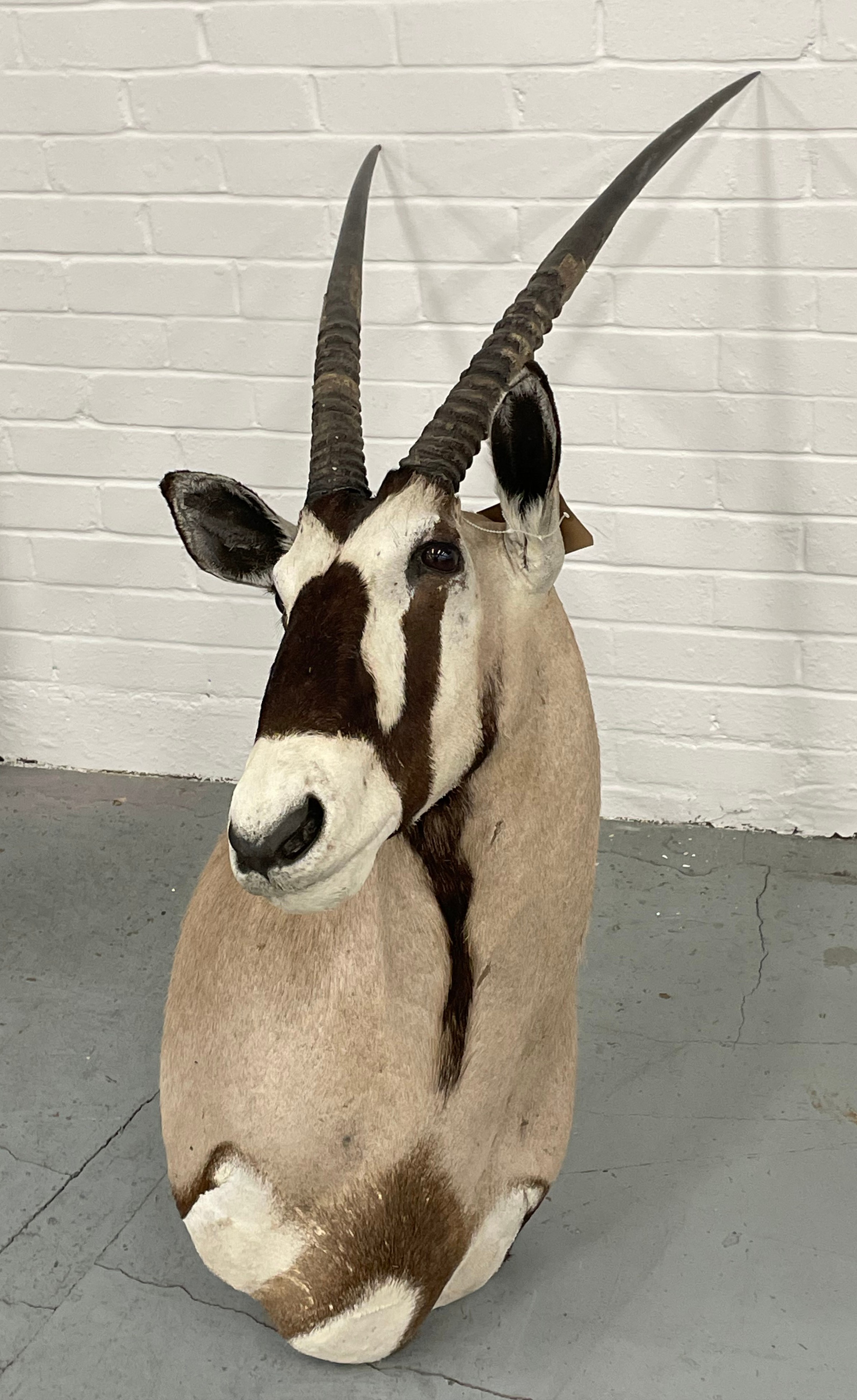 TAXIDERMY BLESBOK, 130cm H x 80cm W. - Image 4 of 11