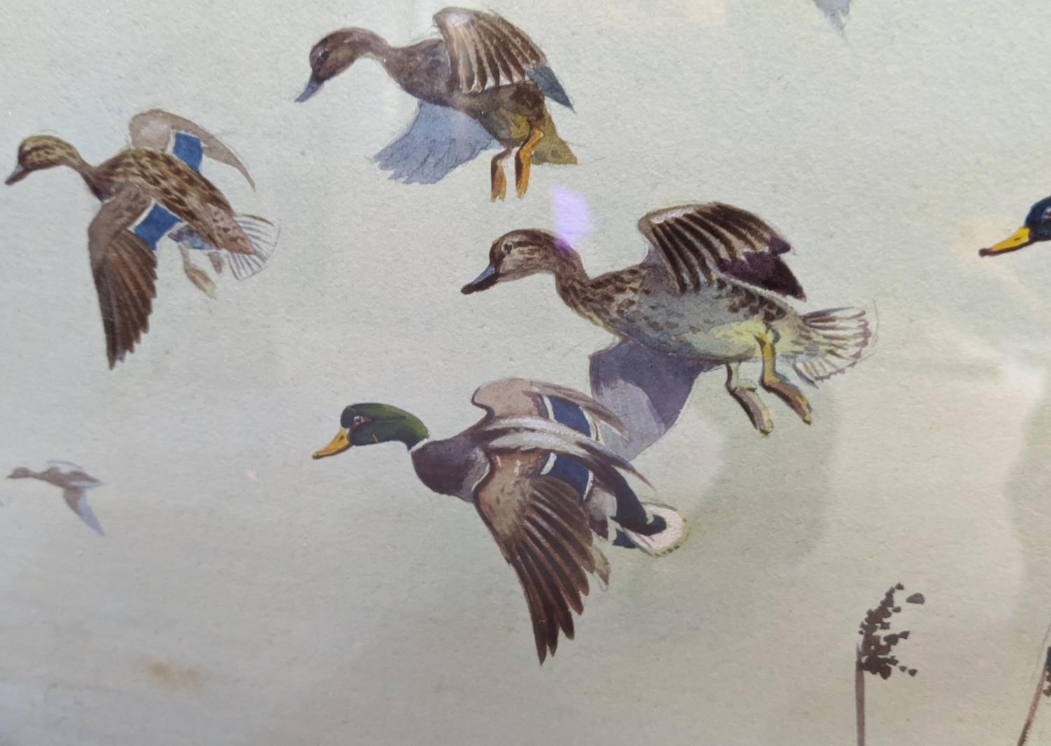 ROBERT MILLIKEN (British 1920-2014), 'Ducks over a lake', watercolour, 36cm x 50cm, framed. - Image 3 of 5