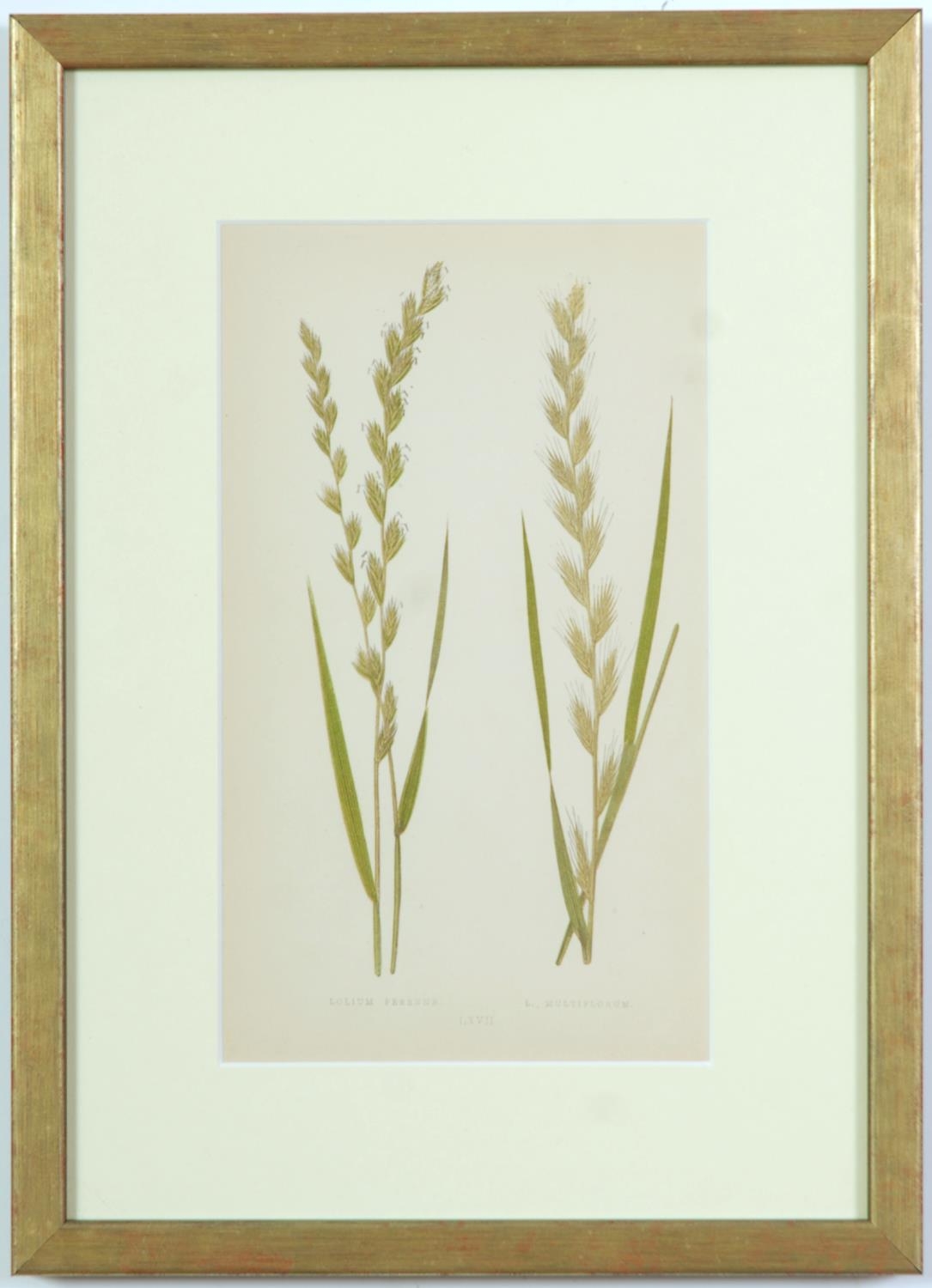 E J LOWE, Grasses, a set of nine botanical prints, circa 1858, 30cm x 23cm each. - Image 4 of 10