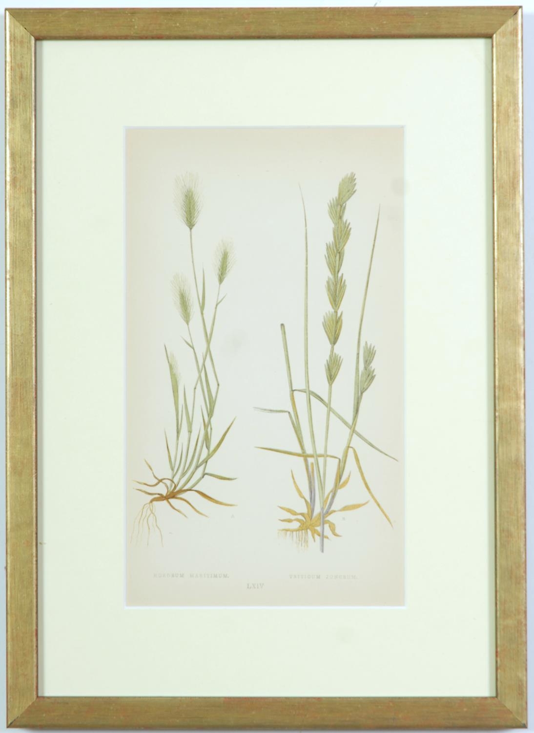 E J LOWE, Grasses, a set of nine botanical prints, circa 1858, 30cm x 23cm each. - Image 6 of 10