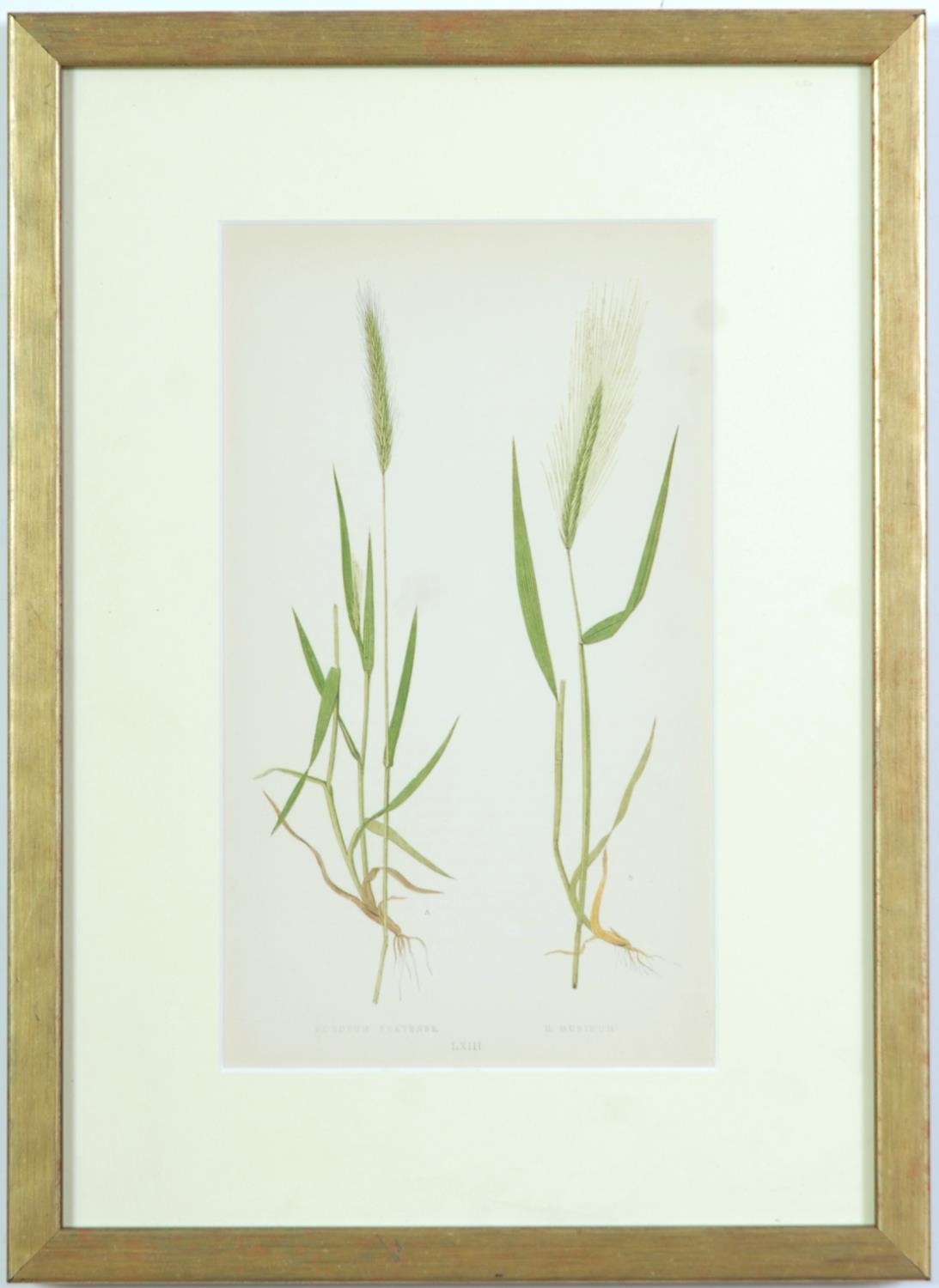 E J LOWE, Grasses, a set of nine botanical prints, circa 1858, 30cm x 23cm each. - Image 7 of 10