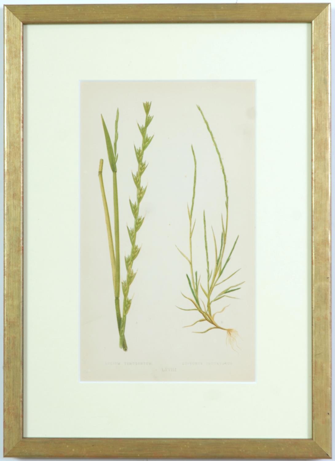 E J LOWE, Grasses, a set of nine botanical prints, circa 1858, 30cm x 23cm each. - Image 9 of 10