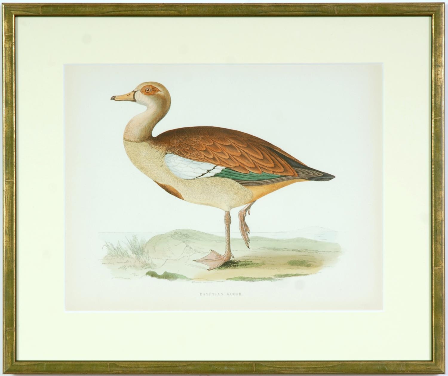 A SET OF FOUR BRITISH GAME BIRDS, swans and geese, handcoloured lithographic plates 1891, Ref: - Image 3 of 5