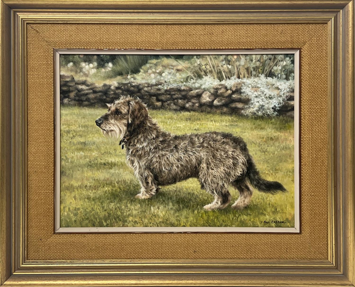 SUE CASSON (20th century British), 'Wire Haired Dachshund', oil on canvas, 34cm x 44cm, framed.