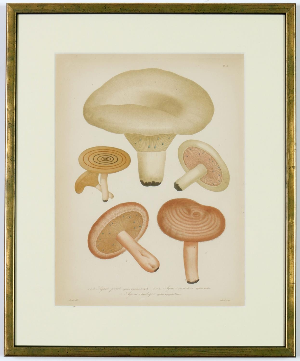 JOSEPH ROQUES, Mushrooms, a set of nine rare engravings with hand colouring, 1864, Victor Masson - Image 7 of 10