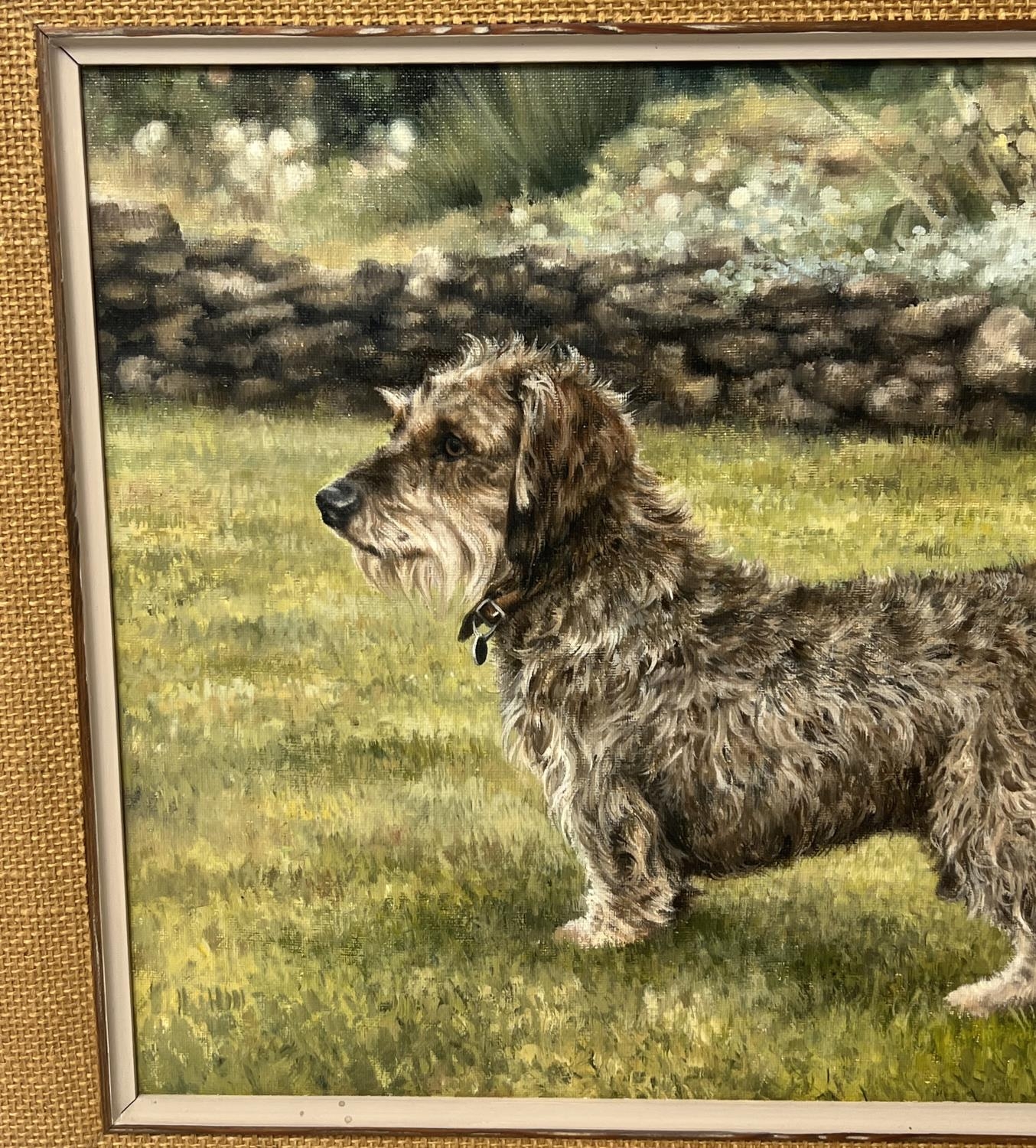 SUE CASSON (20th century British), 'Wire Haired Dachshund', oil on canvas, 34cm x 44cm, framed. - Image 3 of 4