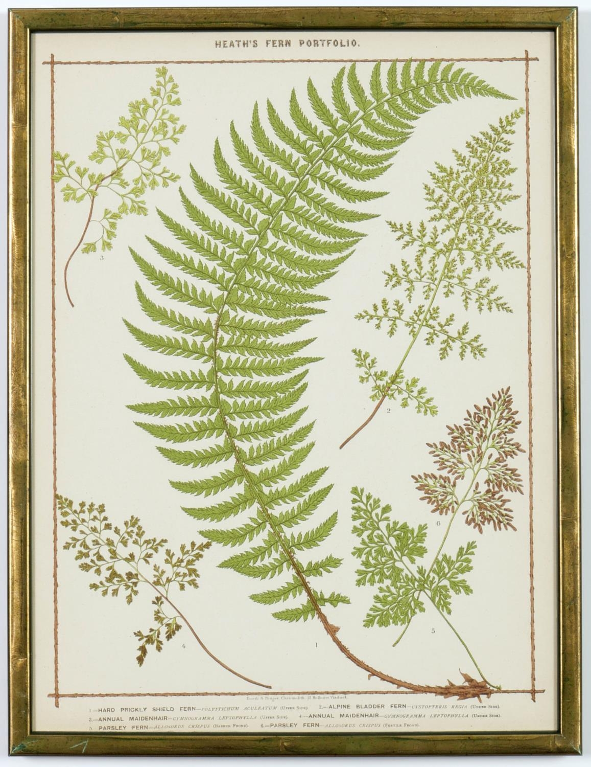 A SET OF 9 LATE 19TH CENTURY LIFE SIZE FERNS, rare chromolithographs Francis George Heath Italian - Image 7 of 10