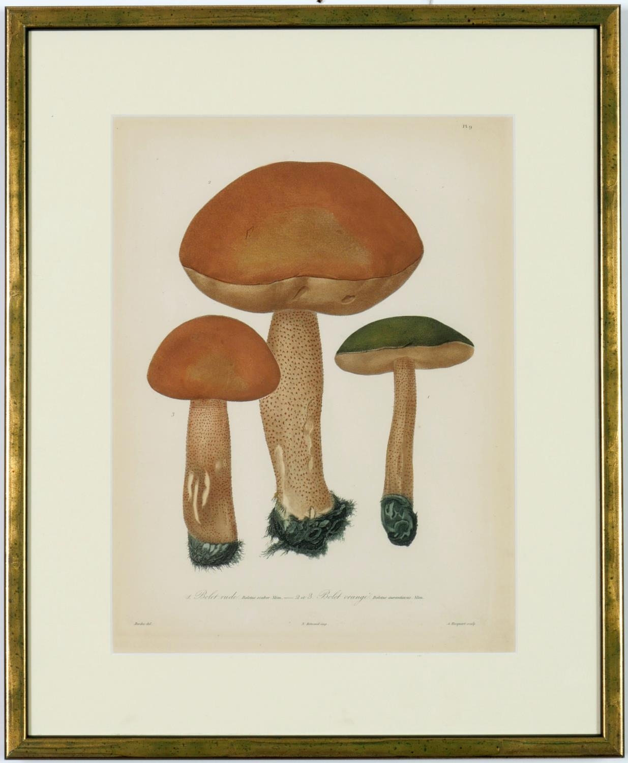 JOSEPH ROQUES, Mushrooms, a set of nine rare engravings with hand colouring, 1864, Victor Masson - Image 2 of 10
