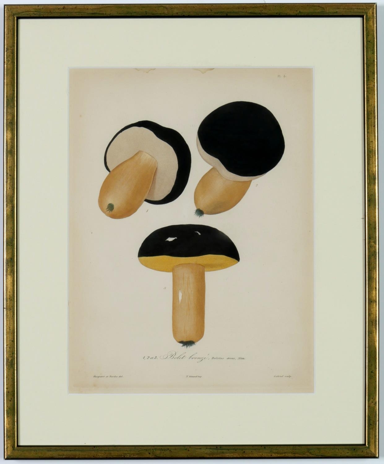 JOSEPH ROQUES, Mushrooms, a set of nine rare engravings with hand colouring, 1864, Victor Masson - Image 9 of 10