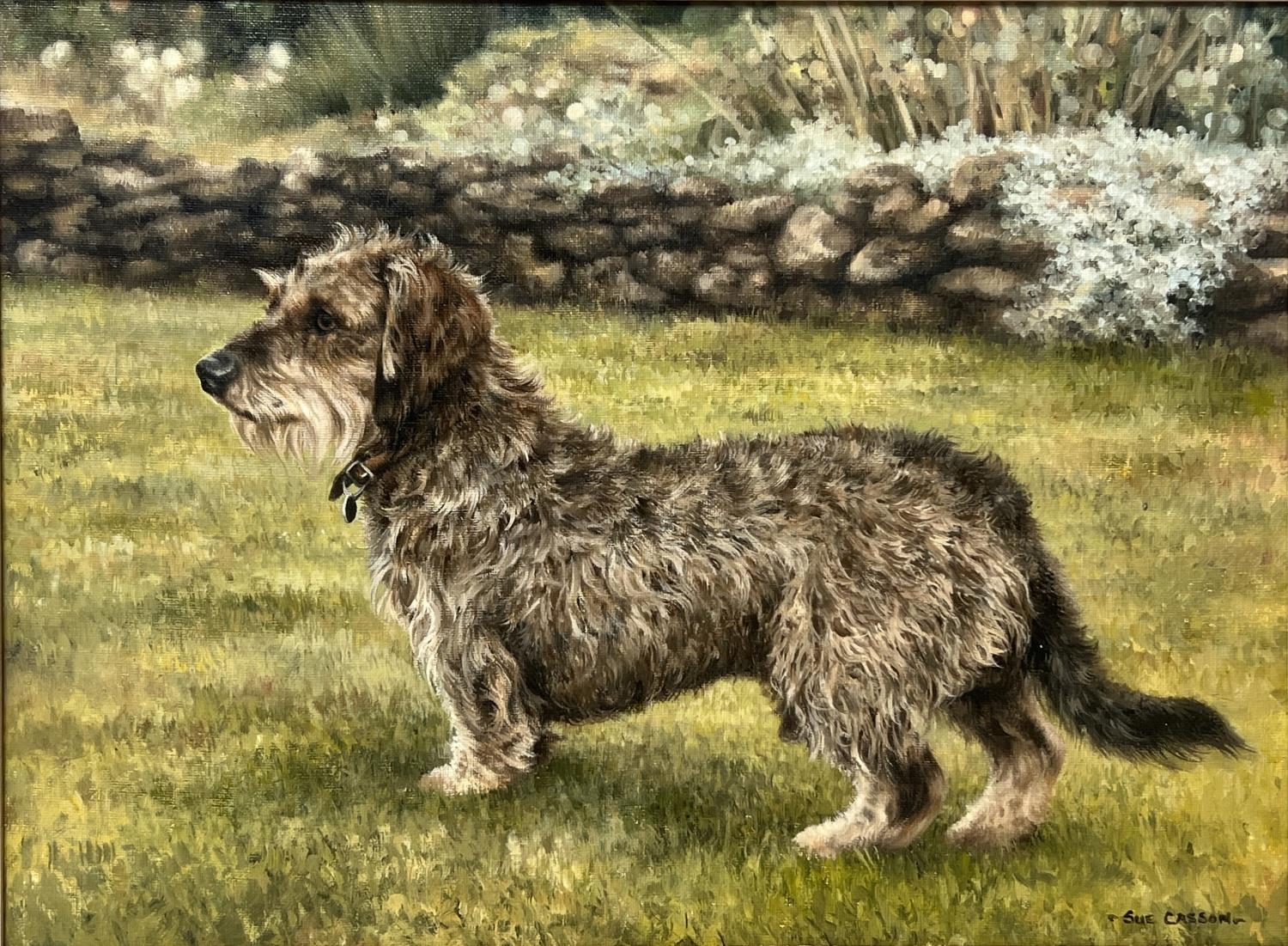 SUE CASSON (20th century British), 'Wire Haired Dachshund', oil on canvas, 34cm x 44cm, framed. - Image 2 of 4