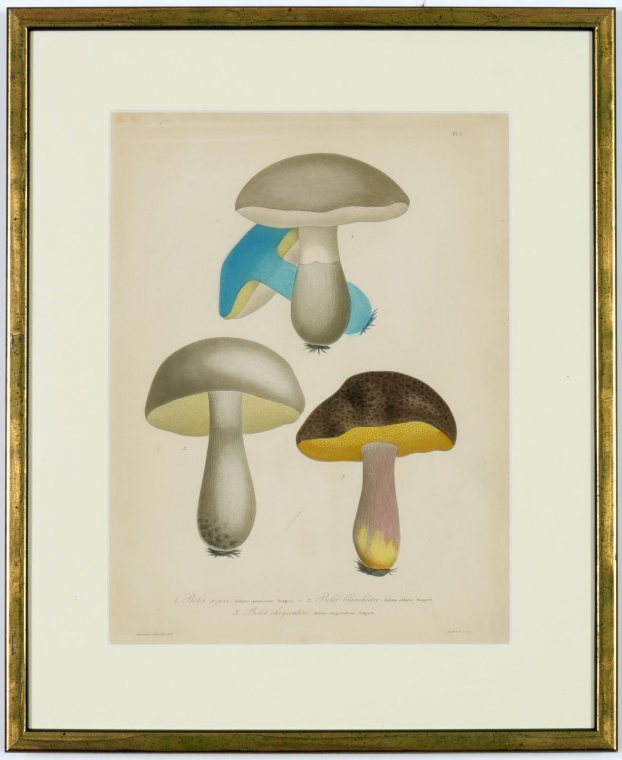 JOSEPH ROQUES, Mushrooms, a set of nine rare engravings with hand colouring, 1864, Victor Masson - Image 6 of 10