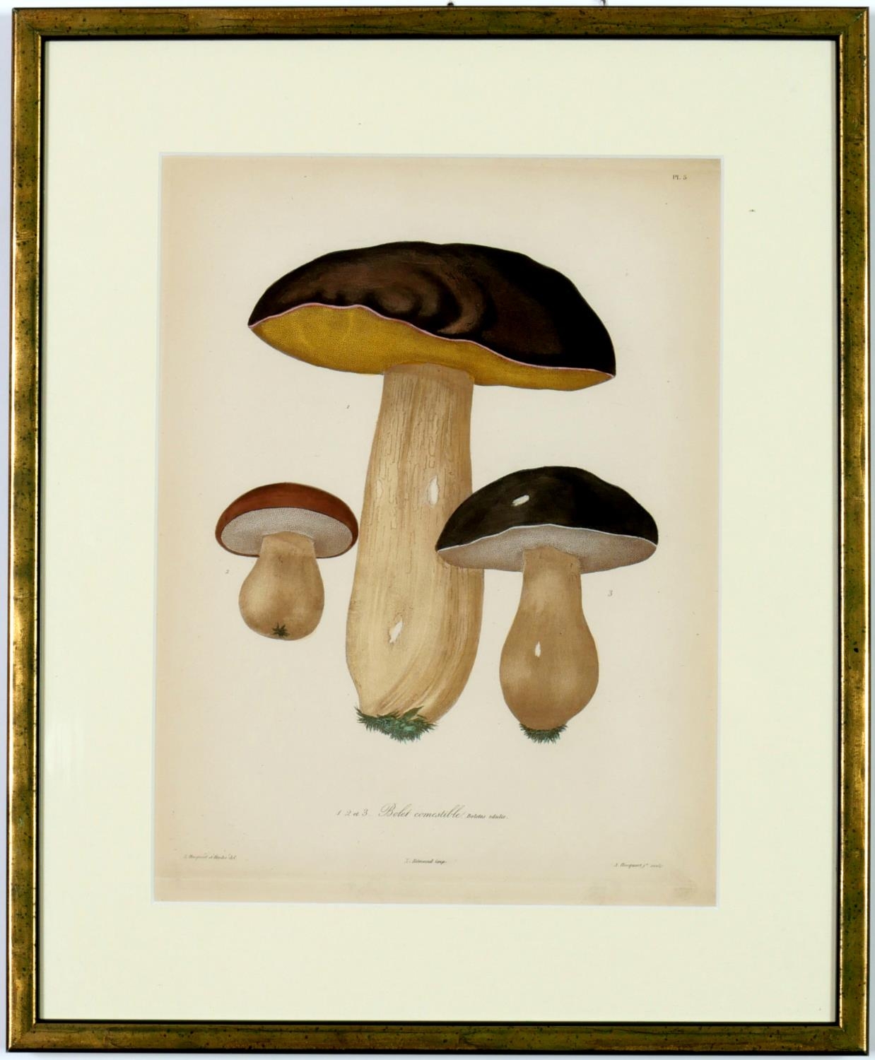 JOSEPH ROQUES, Mushrooms, a set of nine rare engravings with hand colouring, 1864, Victor Masson - Image 4 of 10