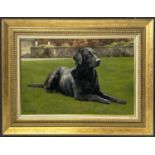 SUE CASSON (20th century British), 'Black Labrador', oil on canvas, 34cm x 54cm, framed.