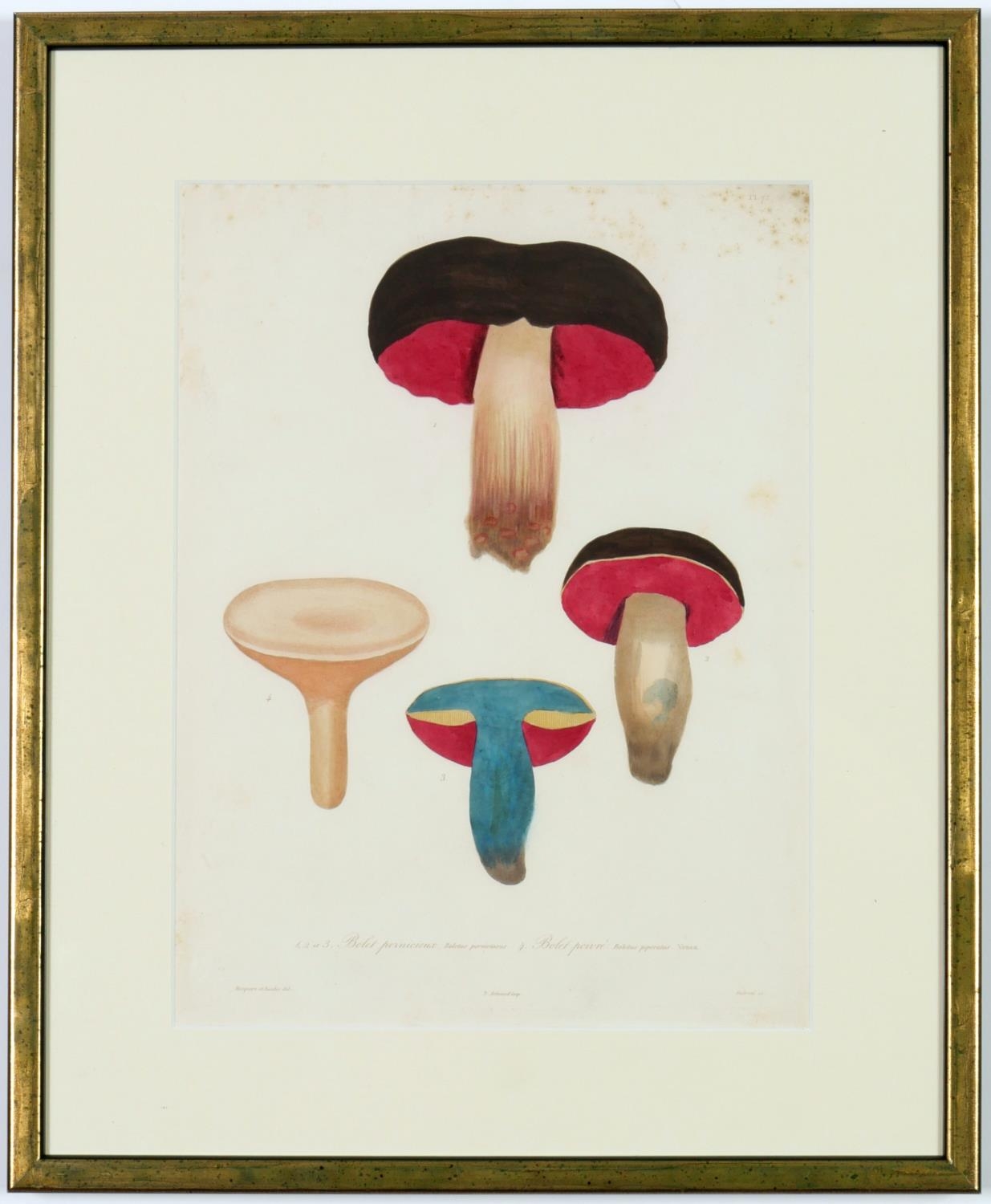 JOSEPH ROQUES, Mushrooms, a set of nine rare engravings with hand colouring, 1864, Victor Masson - Image 5 of 10