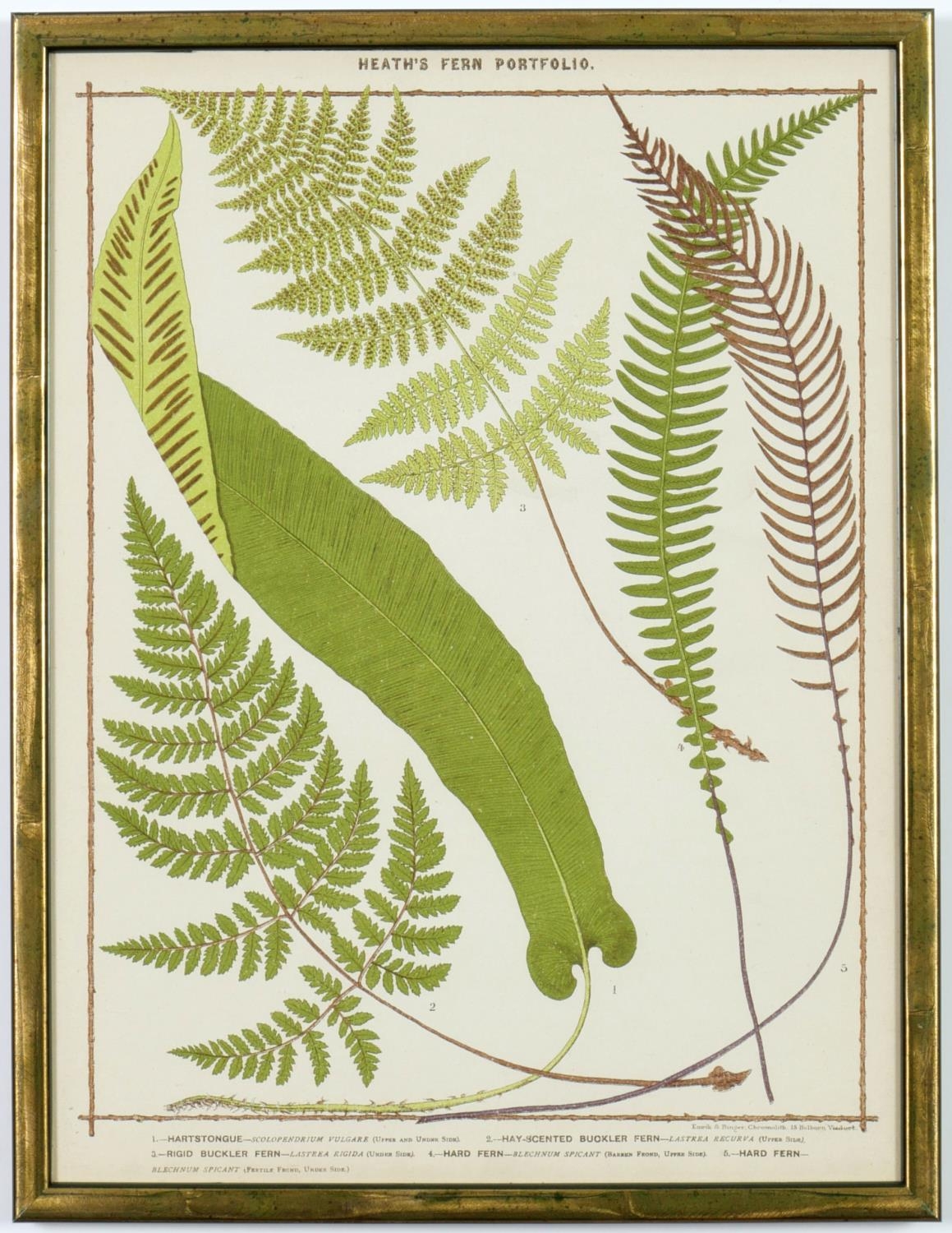 A SET OF 9 LATE 19TH CENTURY LIFE SIZE FERNS, rare chromolithographs Francis George Heath Italian - Image 9 of 10