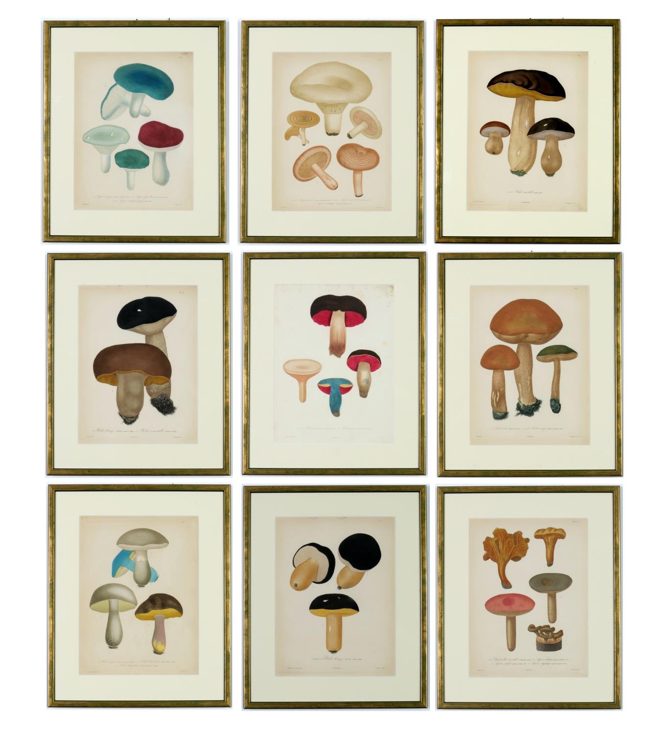 JOSEPH ROQUES, Mushrooms, a set of nine rare engravings with hand colouring, 1864, Victor Masson