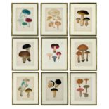 JOSEPH ROQUES, Mushrooms, a set of nine rare engravings with hand colouring, 1864, Victor Masson