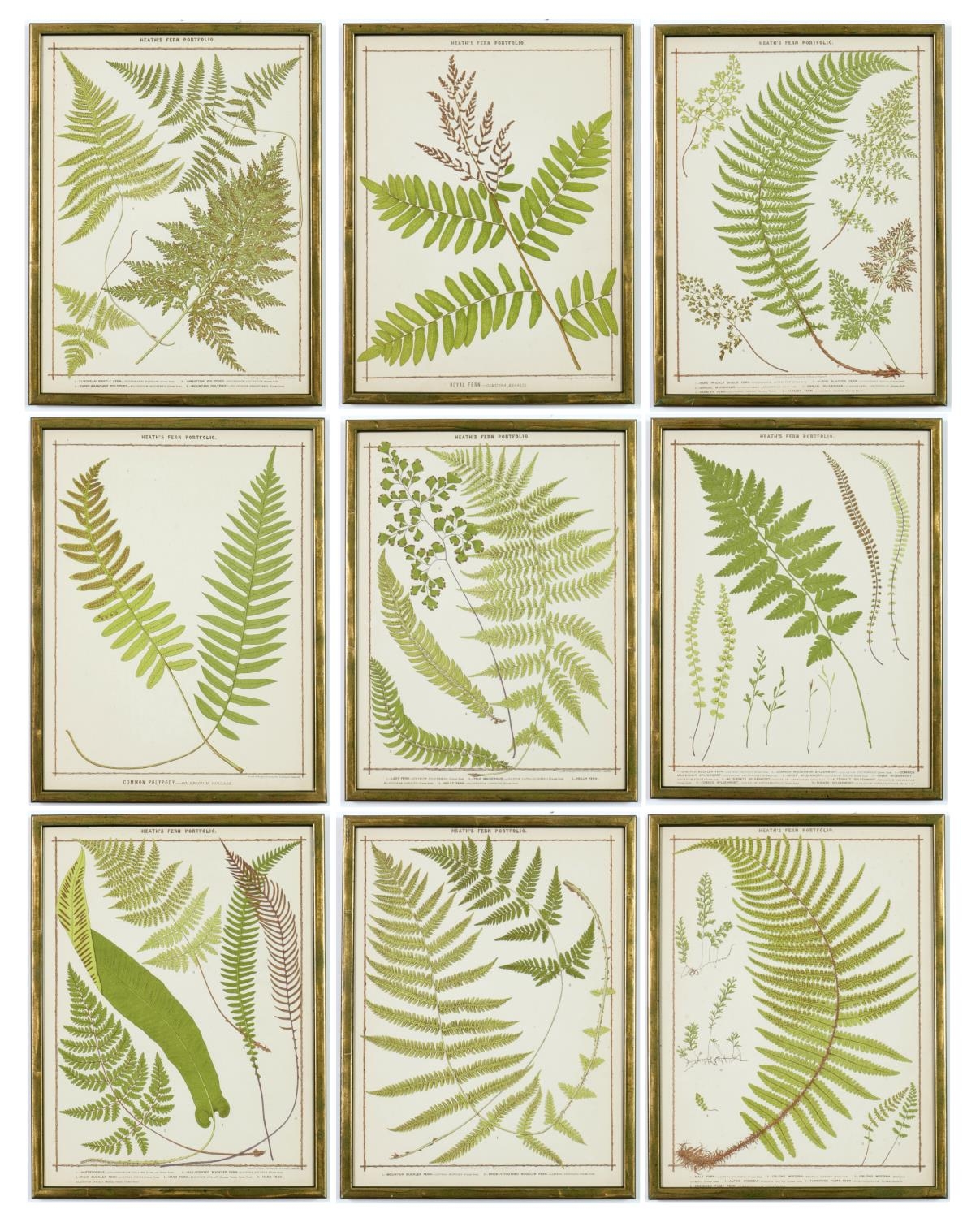 A SET OF 9 LATE 19TH CENTURY LIFE SIZE FERNS, rare chromolithographs Francis George Heath Italian