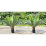 FAUX FERN TREES, a pair, potted, 110cm H approx. (2)