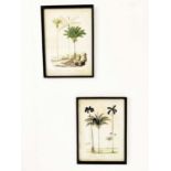 BOTANICAL PRINTS, a pair, framed, 56cm x 41cm. (2)