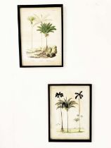 BOTANICAL PRINTS, a pair, framed, 56cm x 41cm. (2)