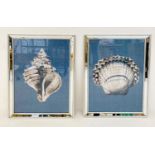 SEA SHELL PRINTS, a set of two, framed, 67cm H x 46cm W. (2)