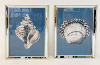 SEA SHELL PRINTS, a set of two, framed, 67cm H x 46cm W. (2)