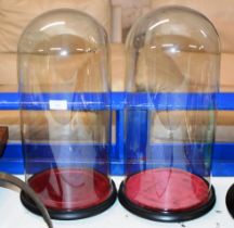 PAIR OF GLASS DOME COVERS