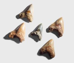 COLLECTION OF FIVE MEGALODON TEETH