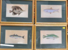 Four coloured engravings of fish, in wooden frames. Each 26cm x 34cm.