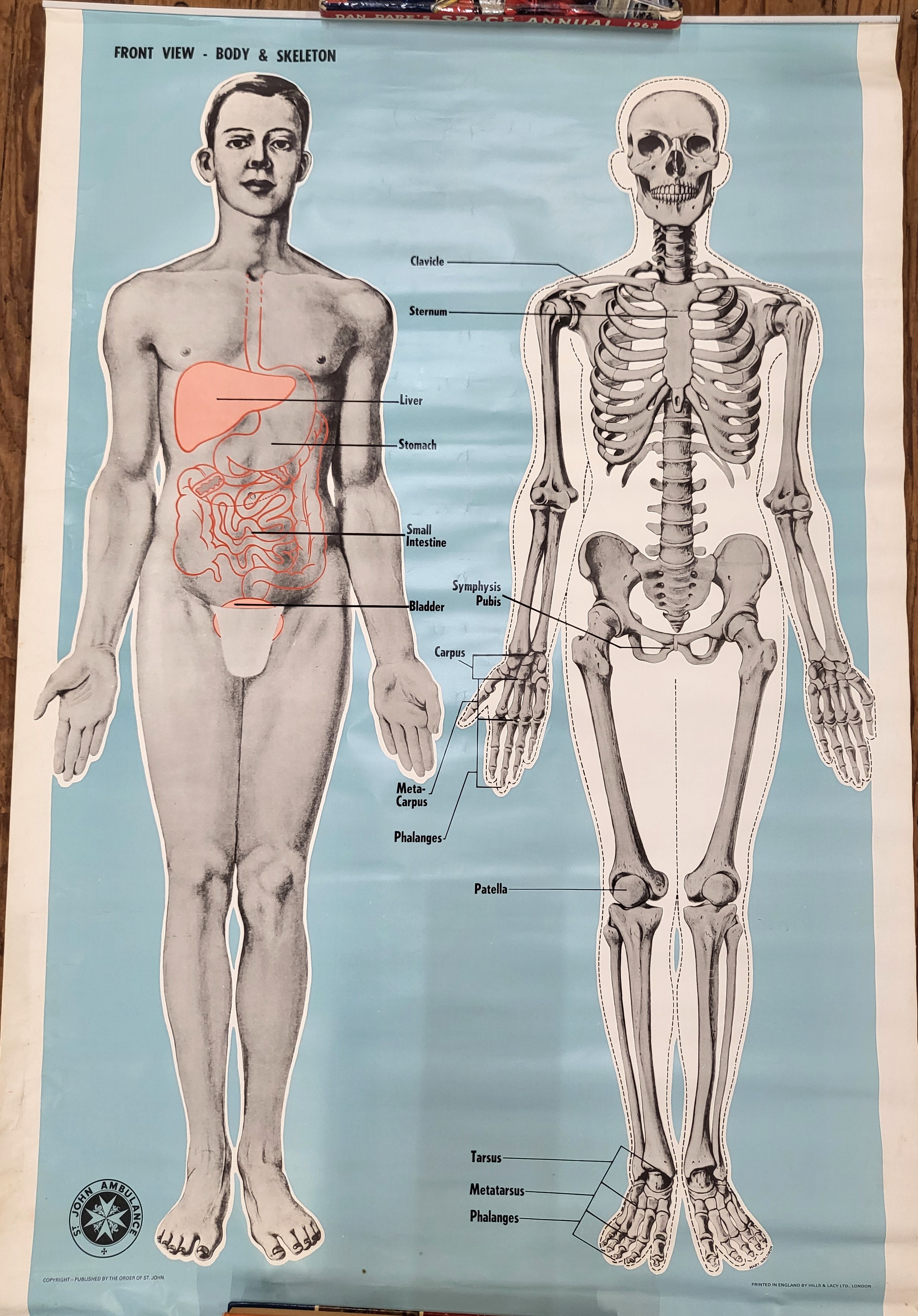St John's Ambulance educational posters: Back view body and skeleton 98cm x 66cm & 'Circulation' ( - Image 4 of 4