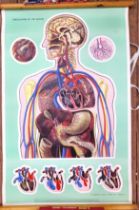 St John's Ambulance educational poster: 'Circulation of the Blood' 90cm x 60cm