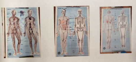 St John's Ambulance educational posters: Back view body and skeleton 98cm x 66cm & 'Circulation' (