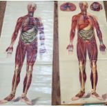 St John's Ambulance educational poster: 'General Anatomy' I & II 1944 160cm x 73cm.