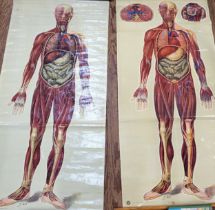 St John's Ambulance educational poster: 'General Anatomy' I & II 1944 160cm x 73cm.