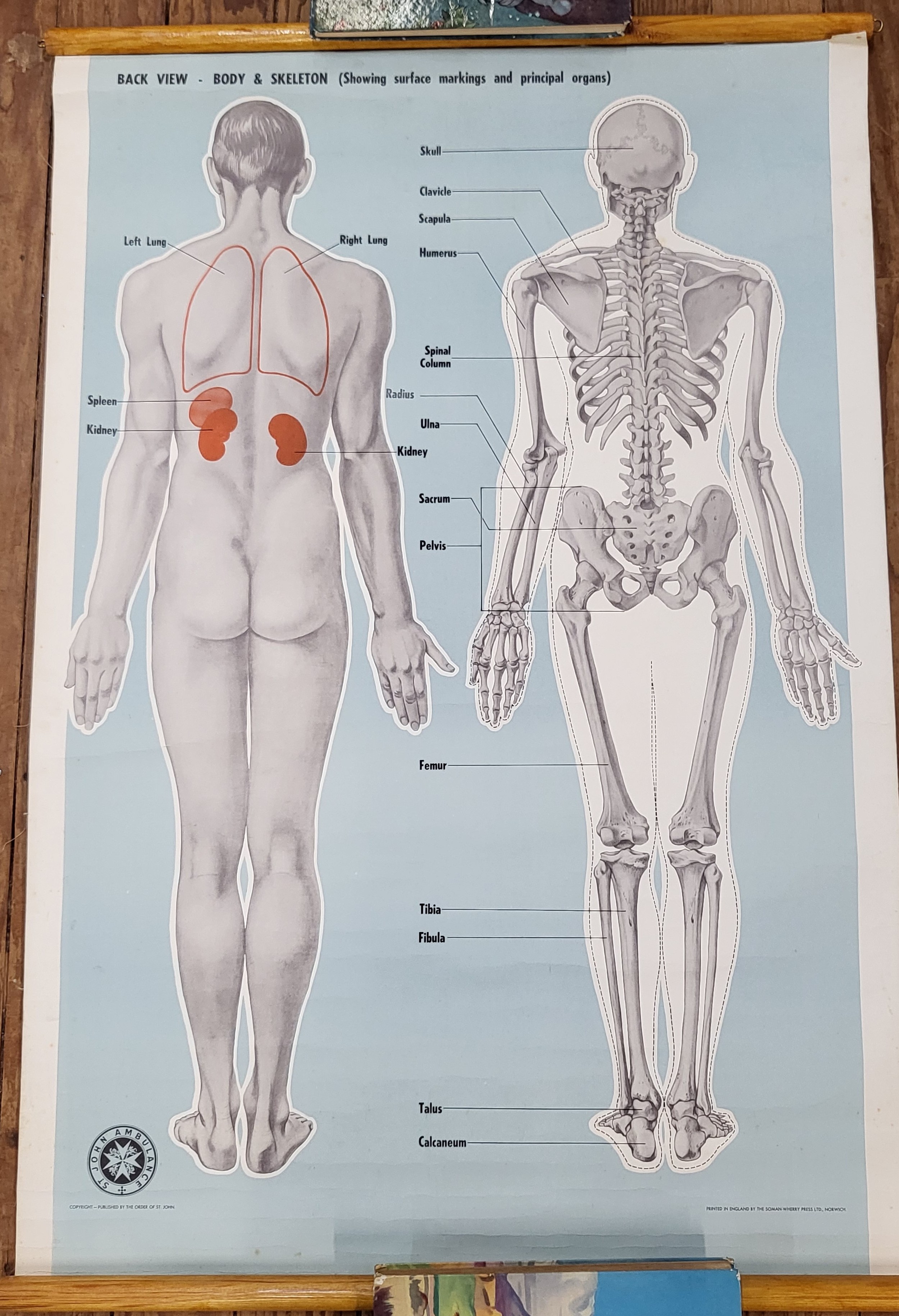 St John's Ambulance educational posters: Back view body and skeleton 98cm x 66cm & 'Circulation' ( - Image 2 of 4