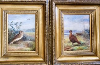 Two oil paintings depicting British songbirds, signed 'K Ive', in giltwood frames. 32cm x 28cm each