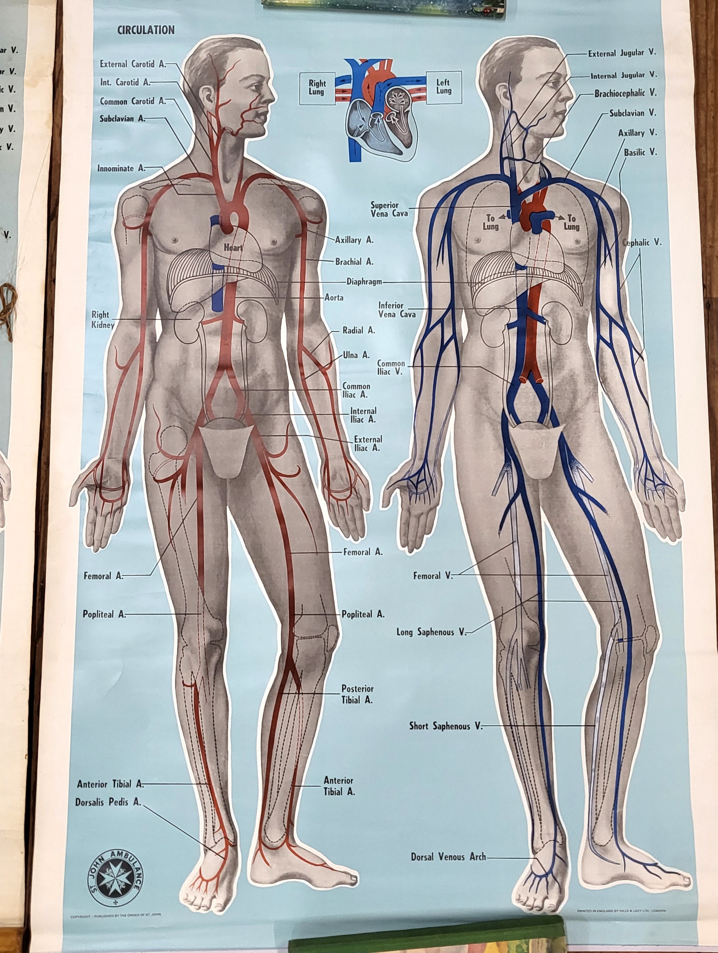 St John's Ambulance educational posters: Back view body and skeleton 98cm x 66cm & 'Circulation' ( - Image 3 of 4