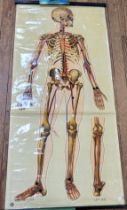 St John's Ambulance educational poster: Skeleton (1943) 162cm x 75cm