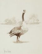 Spencer Hodge (b.1943) Canadian Goose, and a smaller study of a duckling both signed watercolours 23