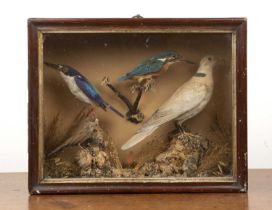 Taxidermy bird case 19th Century, with paper decorated case, to include collared dove and