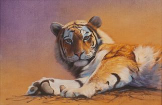 Justin Tew (b.1969) 'Study of a tiger', oil on panel, signed lower right, 34cm x 51cm Minimal