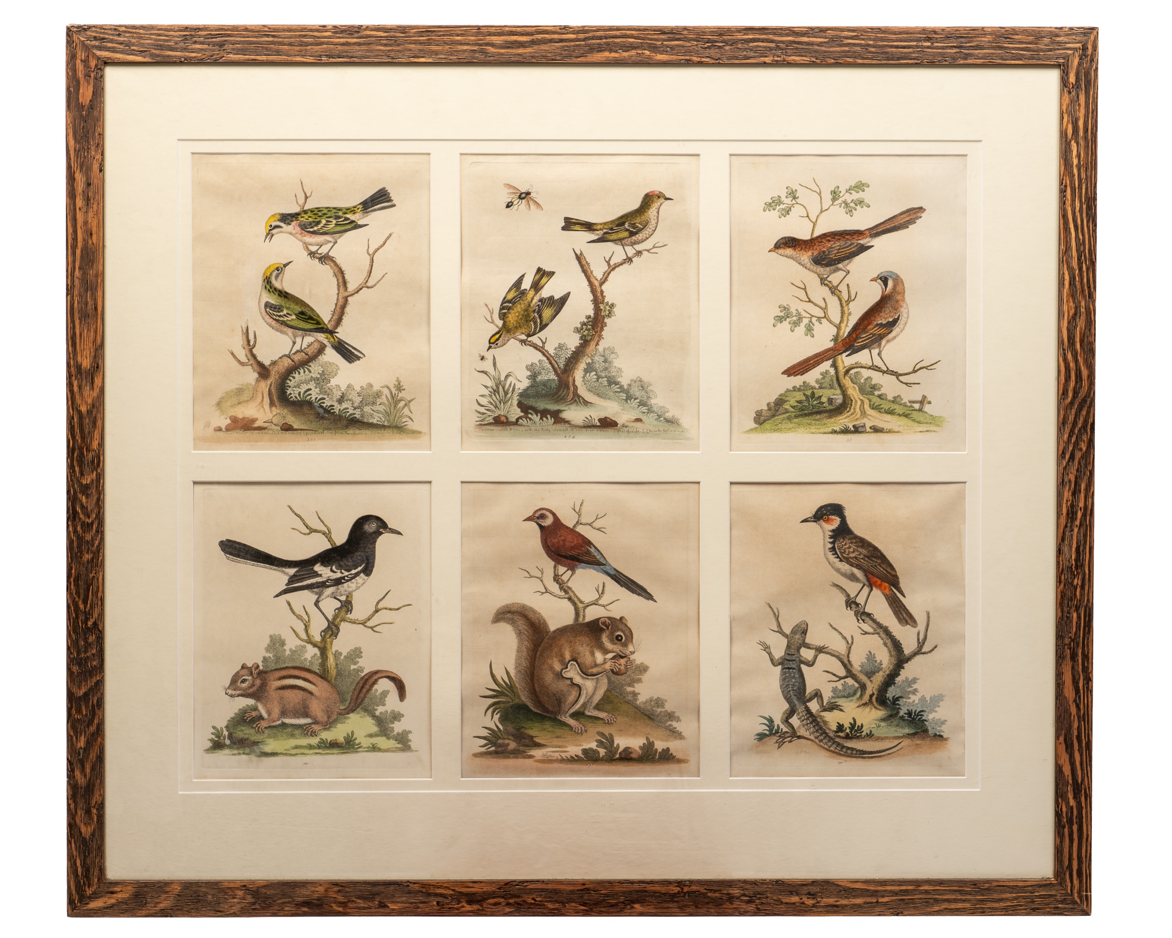 George Edwards (British 1694-1773), a collection of six hand-coloured etchings of birds - Image 2 of 3