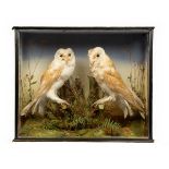 A cased pair of taxidermy barn owls